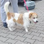 Zator