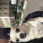 Znalazłam małego, biało-beżowego chihuahua podczas Festiwalu Światła na ul. Zachodniej. 🐶💔 Piesek był bardzo przerażony, uciekał i nie dawał się złapać — o mało nie wbiegł pod samochód. Na szczęście