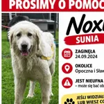 Zaginął pies, Łódź, 25 września 2026