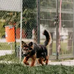 Dexter 616093903412897