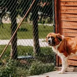 Pies do adopcji, Czartki, 25 września 2026
