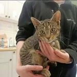 Psikus