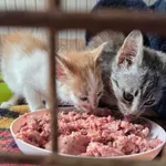 Kot do adopcji, Orzechowce, 25 września 2026