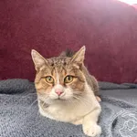 Yogi