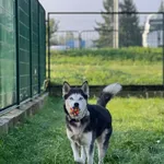 Pies do adopcji, Bydgoszcz, 28 września 2026