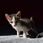 Kot do adopcji, Chełmek, 25 września 2026