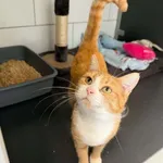 Fibi