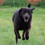 Pies do adopcji, Grudziądz, 23 grudnia 2024