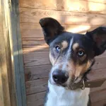 Vito