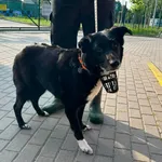 Znaleziono psa, Bydgoszcz, 6 sierpnia 2026