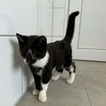Figaro