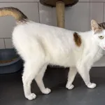 Nubia