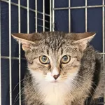 Kot do adopcji, Wrocław, 13 sierpnia 2026