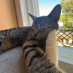 ZAGINĘŁA KOTKA – LEXI 🐱💔  
