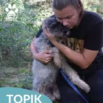 Pies do adopcji, Dąbrówka, 4 października 2026