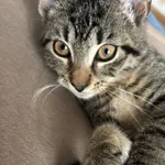 ZAGINĘŁA KOTKA – LEXI 🐱💔  