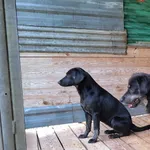 Pies do adopcji, Orzechowce, 6 października 2026
