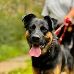 Pies do adopcji, Piła, 7 czerwca 2026