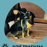 Dzastin