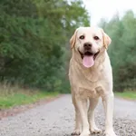 Henry