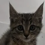 Kot do adopcji, Radom, 14 października 2026