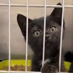 Kot do adopcji, Radom, 7 października 2026