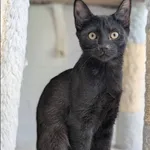 Centauri