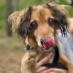 Pies do adopcji, Piła, 11 maja 2026