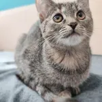 Kot do adopcji, Piła, 19 czerwca 2026
