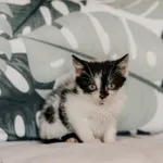 Kot do adopcji, Czartki, 9 października 2026