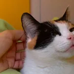 Kot do adopcji, Bydgoszcz, 8 października 2026