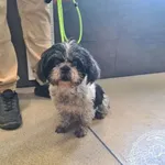 Przyjęty: 2026-10-10 Gmina: Brzeszcze Płeć: Suka Opis: shih-tzu, biało-czarne