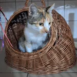 Kot do adopcji, Orzechowce, 12 października 2026