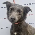 Pies do adopcji, Racławice, 9 października 2026