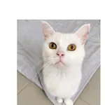 Kot do adopcji, Wrocław, 8 lutego 2026