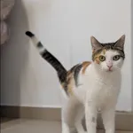 Sewera