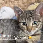 Kot do adopcji, Radom, 15 października 2026