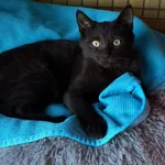 Kot do adopcji, Wrocław, 30 sierpnia 2026