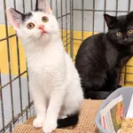 Kot do adopcji, Wrocław, 23 sierpnia 2026