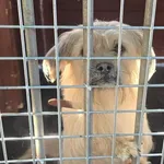 Pies do adopcji, Gorzów Wielkopolski, 16 października 2026