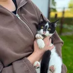 Kot do adopcji, Głowno, 18 października 2026