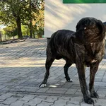 Znaleziono psa, Bydgoszcz, 13 października 2026