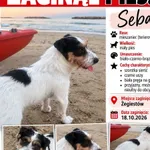 Zaginął pies, Żegiestów, 19 października 2026