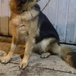 Lessie z Krzeszowic