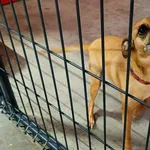Fifi 209/26