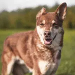 Grześ