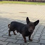 Znaleziono psa, Lublin, 21 października 2026