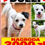 Zaginęła Dolli