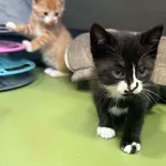 Elvis