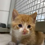 Cheddar